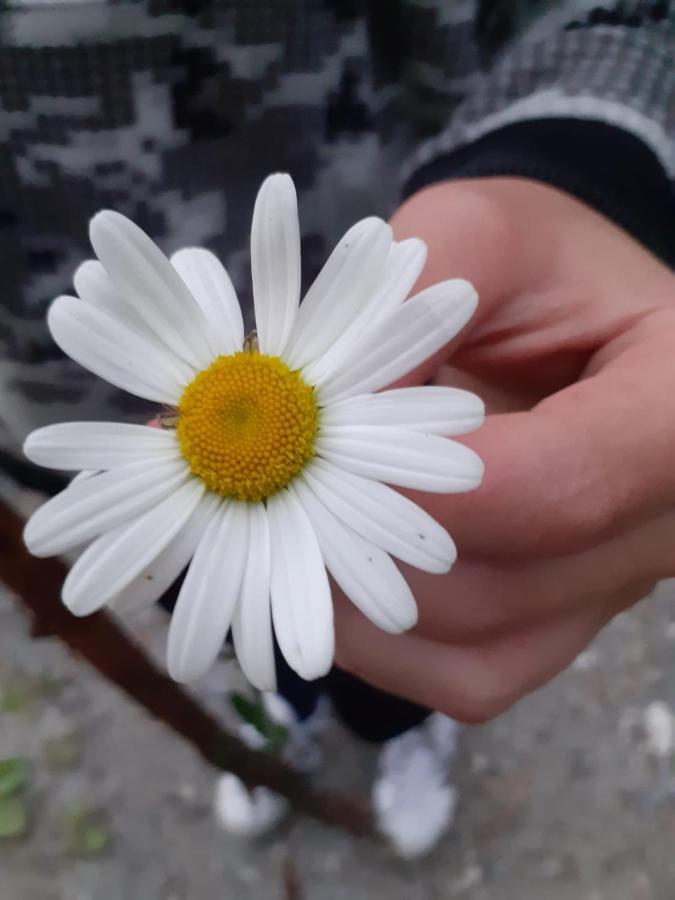 Appartamento Signorile Con Giardino 奥斯塔 外观 照片