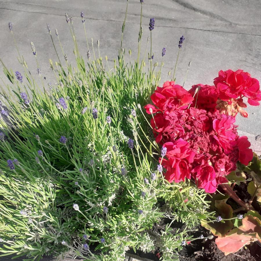 Appartamento Signorile Con Giardino 奥斯塔 外观 照片
